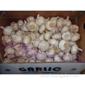 Size 5.0cm Fresh New Normal White Garlic